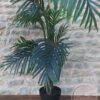 Location-Plantes-Vertes-Artificielles.jpg Plantes vertes artificielles